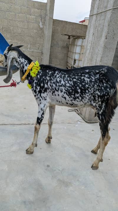 goats for sell