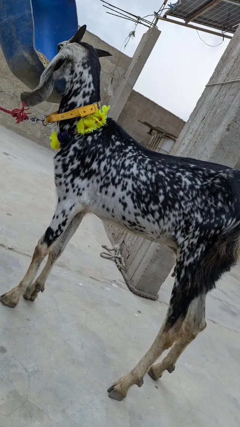 goats for sell — photo 2