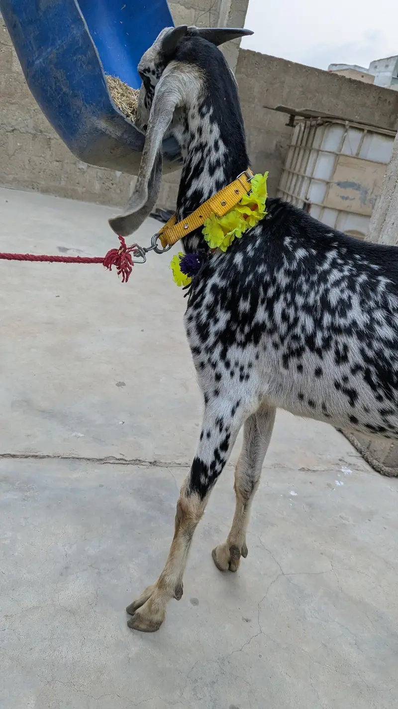 goats for sell — photo 3