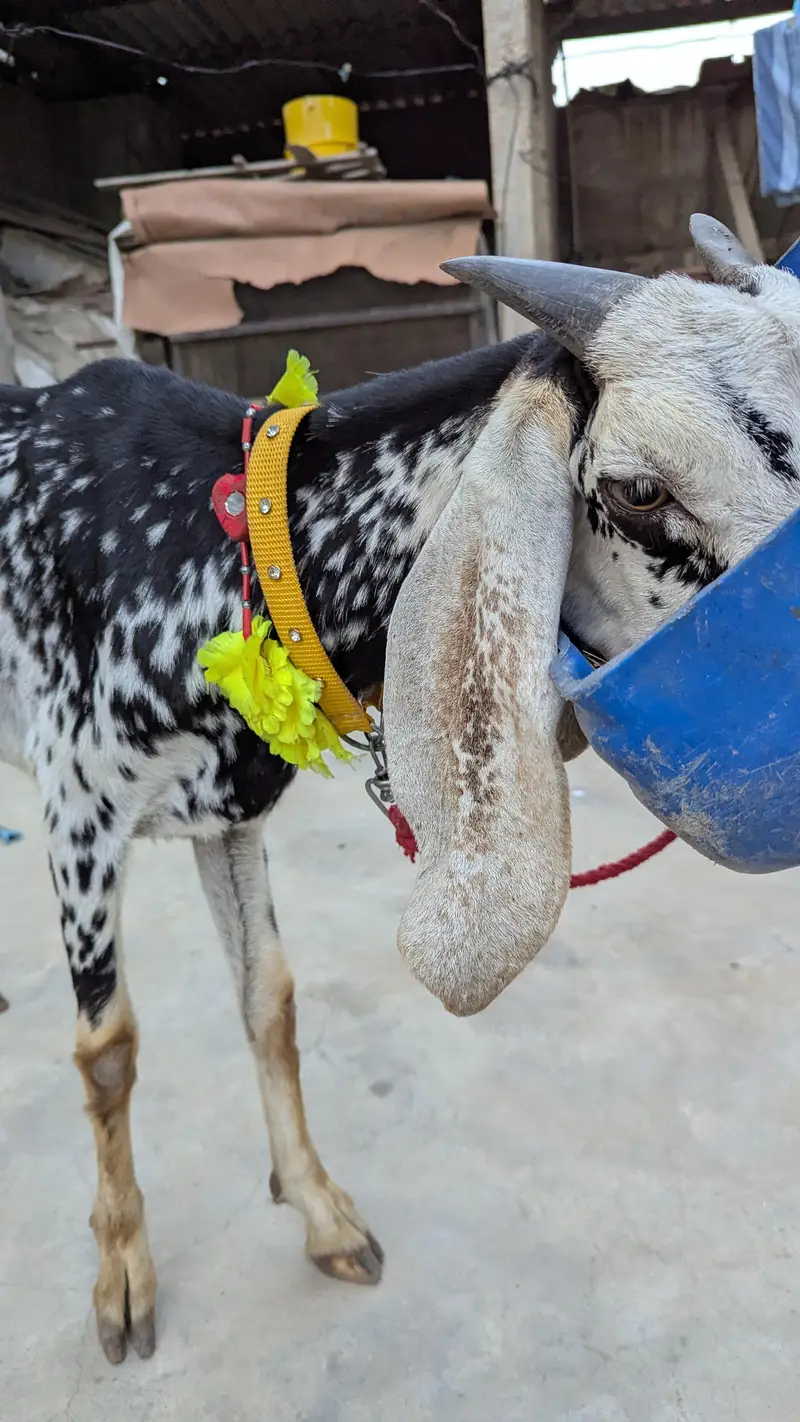 goats for sell — photo 4