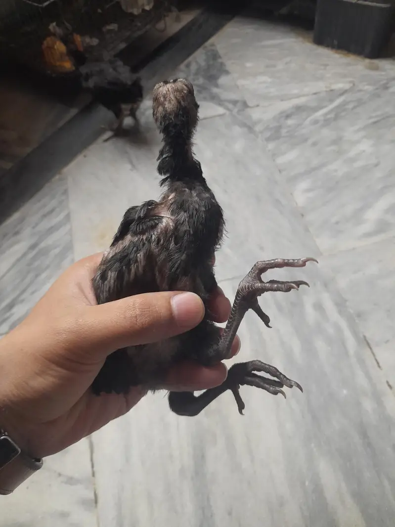 Black Thai Aseel /Shamo/Aseel sindhi/Pure Aseel Old Blood breed — photo 4