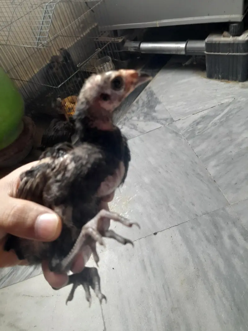 Black Thai Aseel /Shamo/Aseel sindhi/Pure Aseel Old Blood breed — photo 6