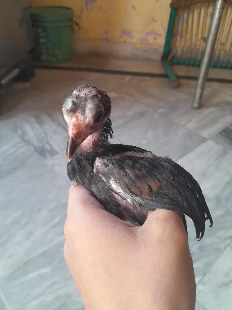 Black Thai Aseel /Shamo/Aseel sindhi/Pure Aseel Old Blood breed — photo 7