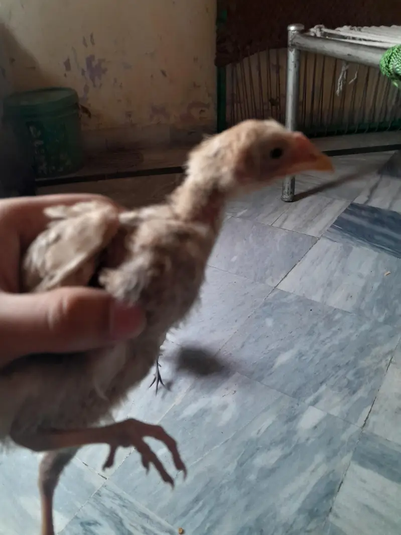 Black Thai Aseel /Shamo/Aseel sindhi/Pure Aseel Old Blood breed — photo 8