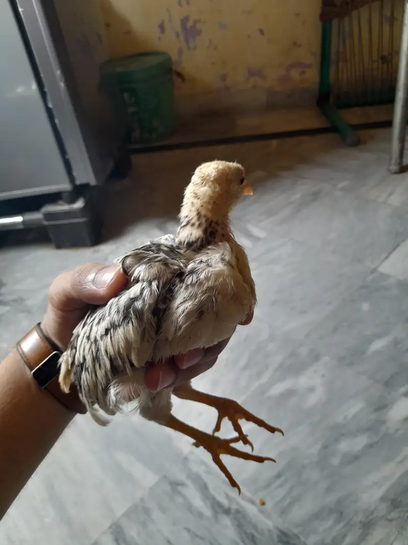 Black Thai Aseel /Shamo/Aseel sindhi/Pure Aseel Old Blood breed — photo 12