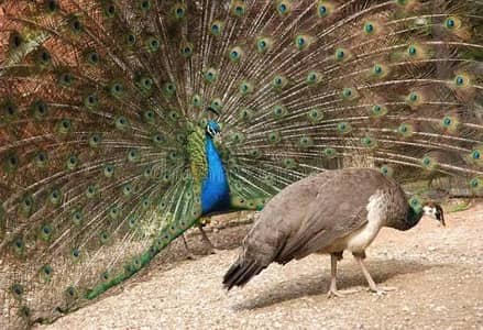 Breeder pair Indian Blue available