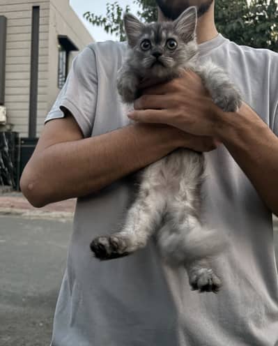 Female persian kitten