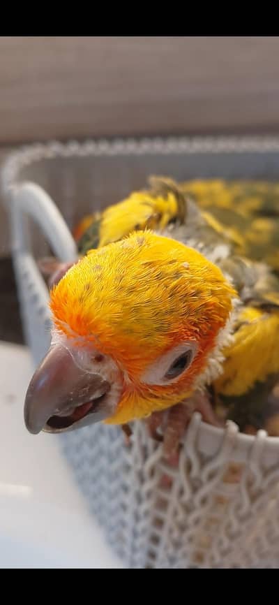 sun conure chicks yellow factor chicks