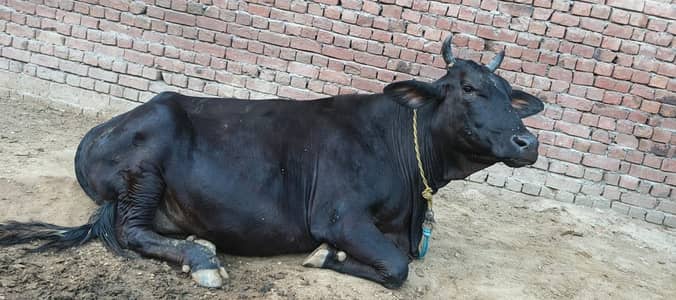 Cow for sale