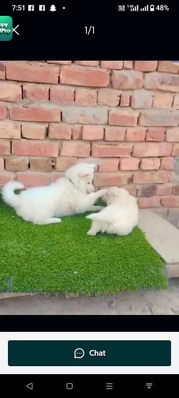 Russian puppy sale only Whatsapp number 03262564213