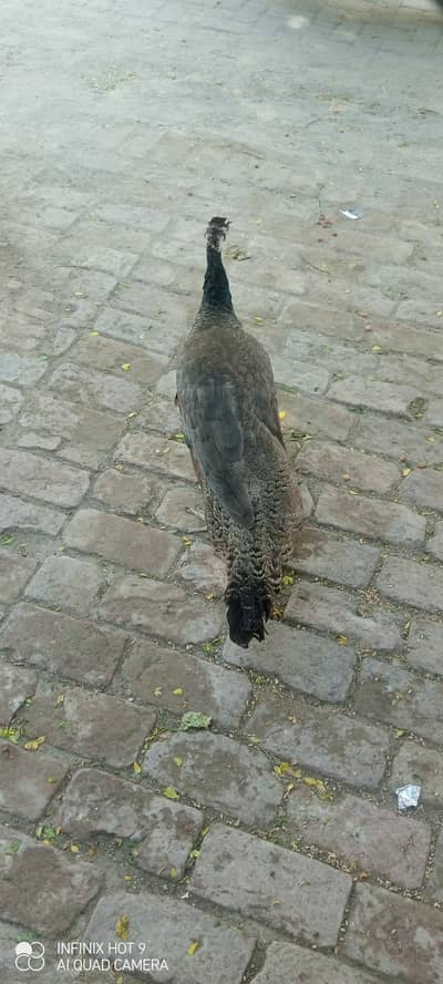 pecock