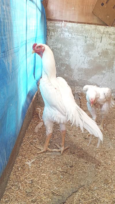 SHAMOO ASEEL chicks