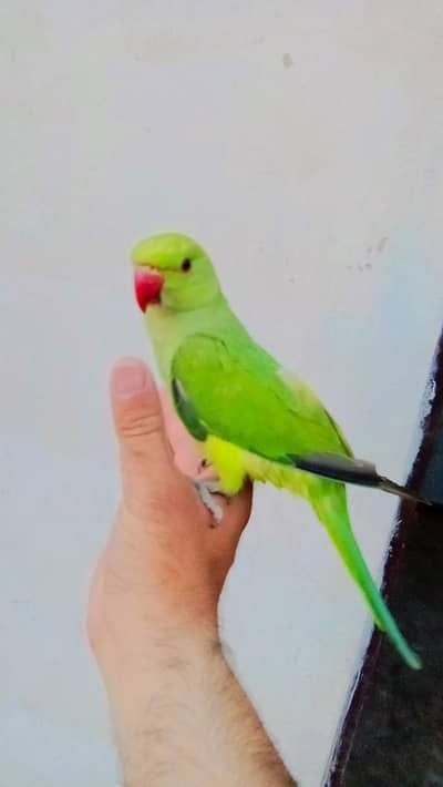 03369510495 Green ringneck parrot handtame