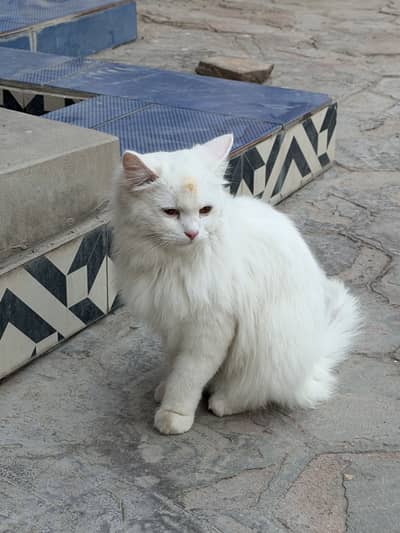 Oreo Male
