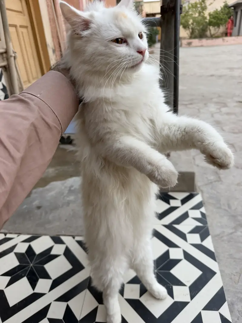 Oreo Male — photo 2