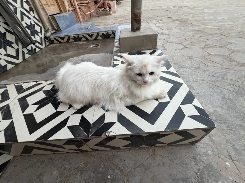 Oreo Male — photo 3