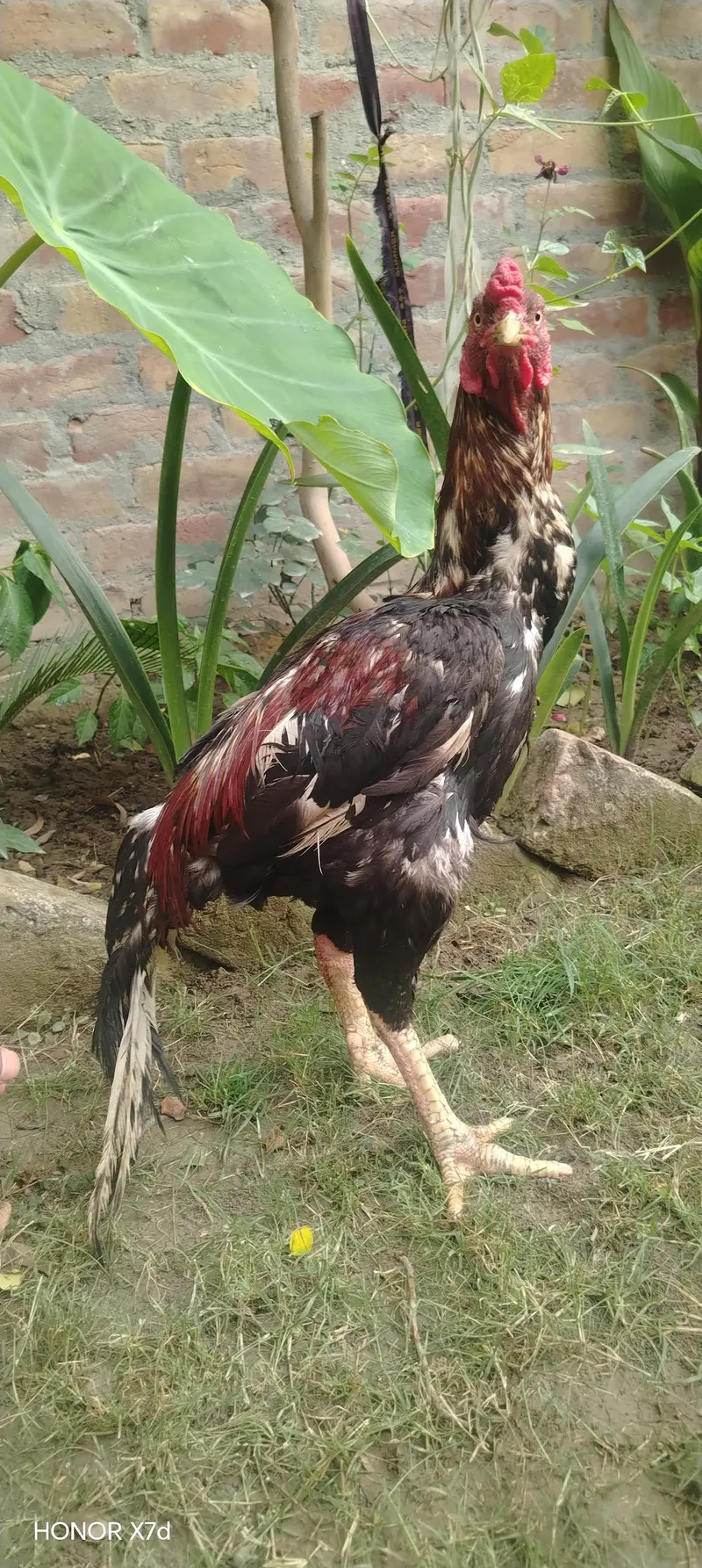 aseel thai — photo 5