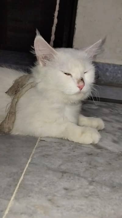 Pure White Cat