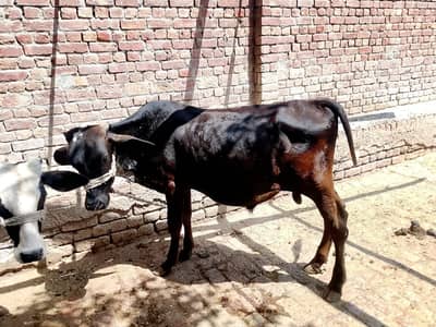 kheera bchra urgent for sale/03005356705