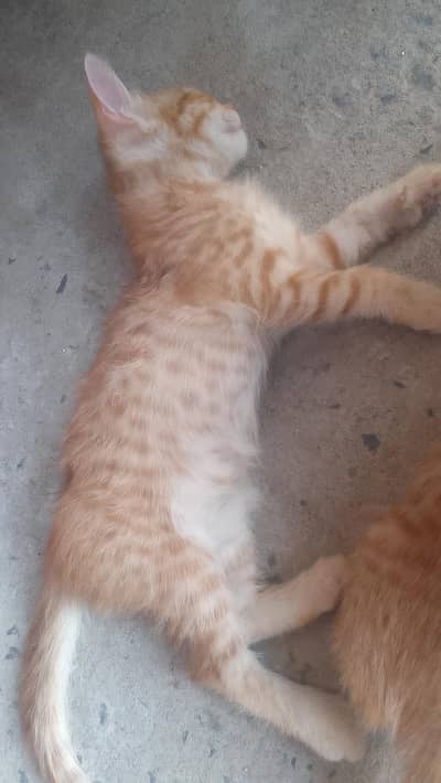 kittens