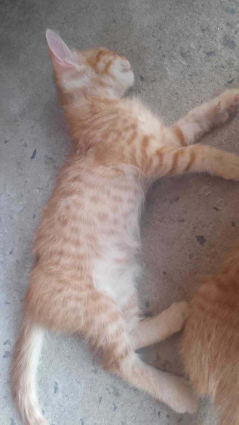 kittens 0