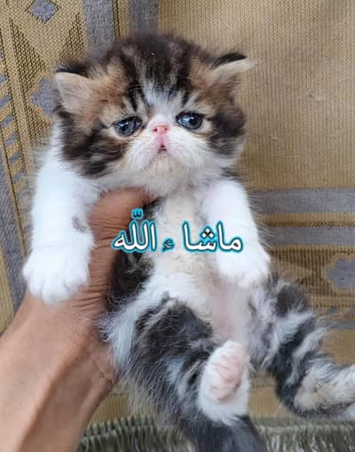 Peke Bicolor Male Kitten From CFA Registered Father