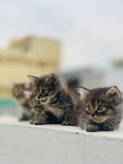 Parshian cats baby 2 male 2 female