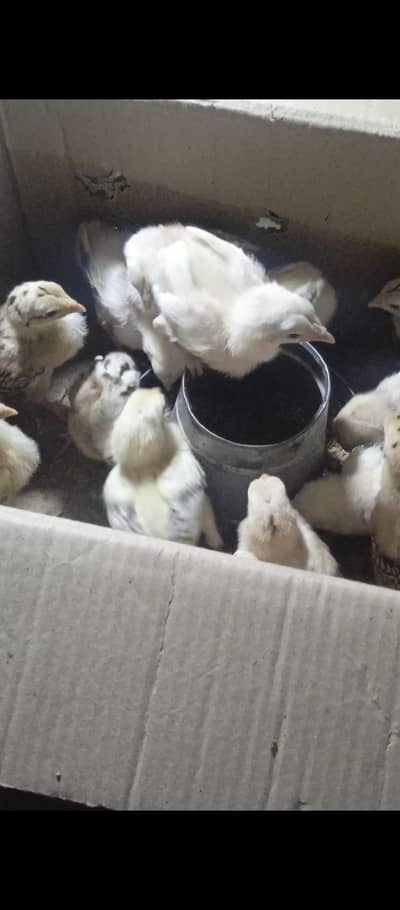 AMROHA ASEEL CHICKS
