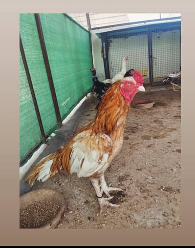 Aseel Miyanwali Shajra Breeder | Hen for Sale |
