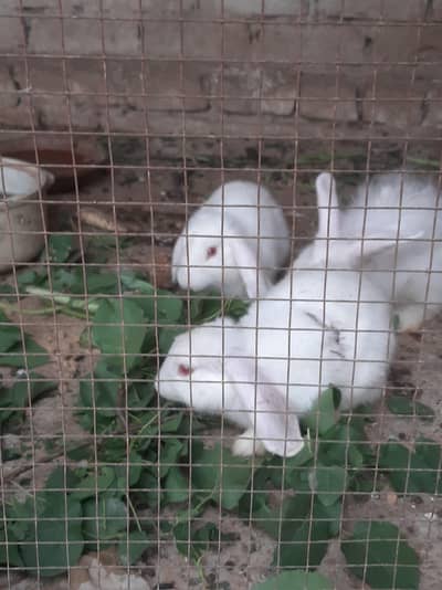 holland lop bunnies pair