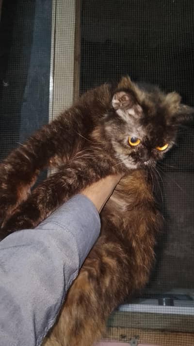 Tortoiseshell Cat