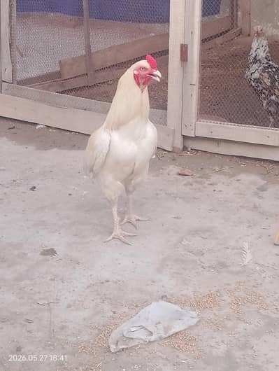 urgent sale kerny hain