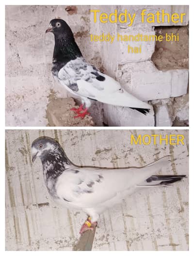 urgent sale sub Sath sale karnay hai