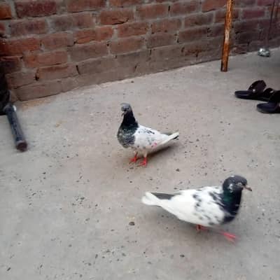 out calas breeadr jora sath 2 bachay