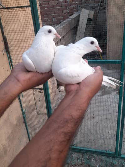 PATTI WALA PAIR