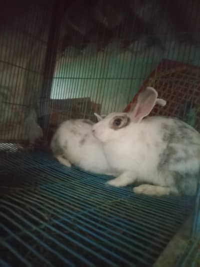 3 rabbits one pair one single male hai