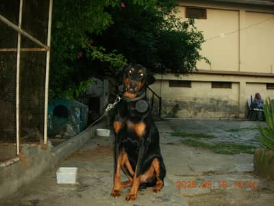Male Doberman Pinscher | 13 Months Old