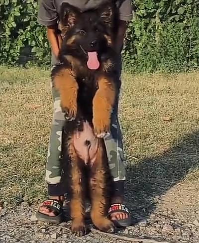 German shepherd puppies for sale healthy 0326=65=49=136