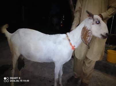 goat pregnant