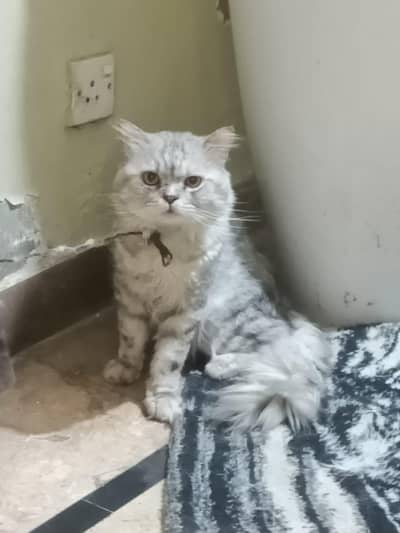 2 Year persian Male cat Healthy