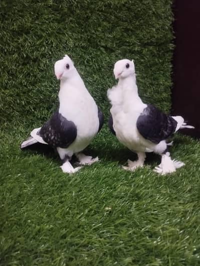 black shoulder santient pigeon