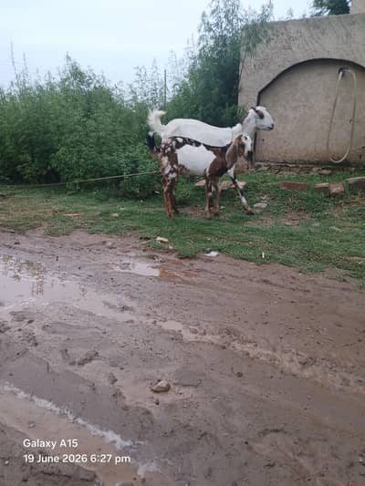 dasi bakri