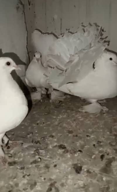 White fantail breader pair with big pamoz
