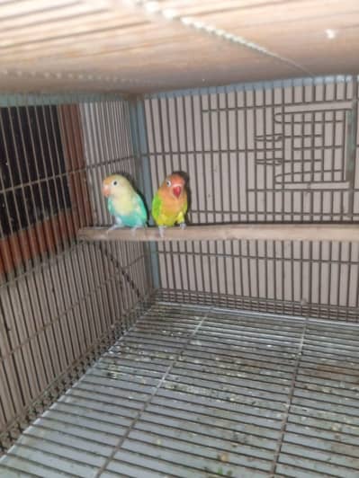 lovebirds breeder pair for sale with breeding box