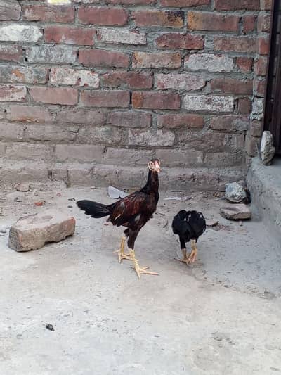 Assel chicks