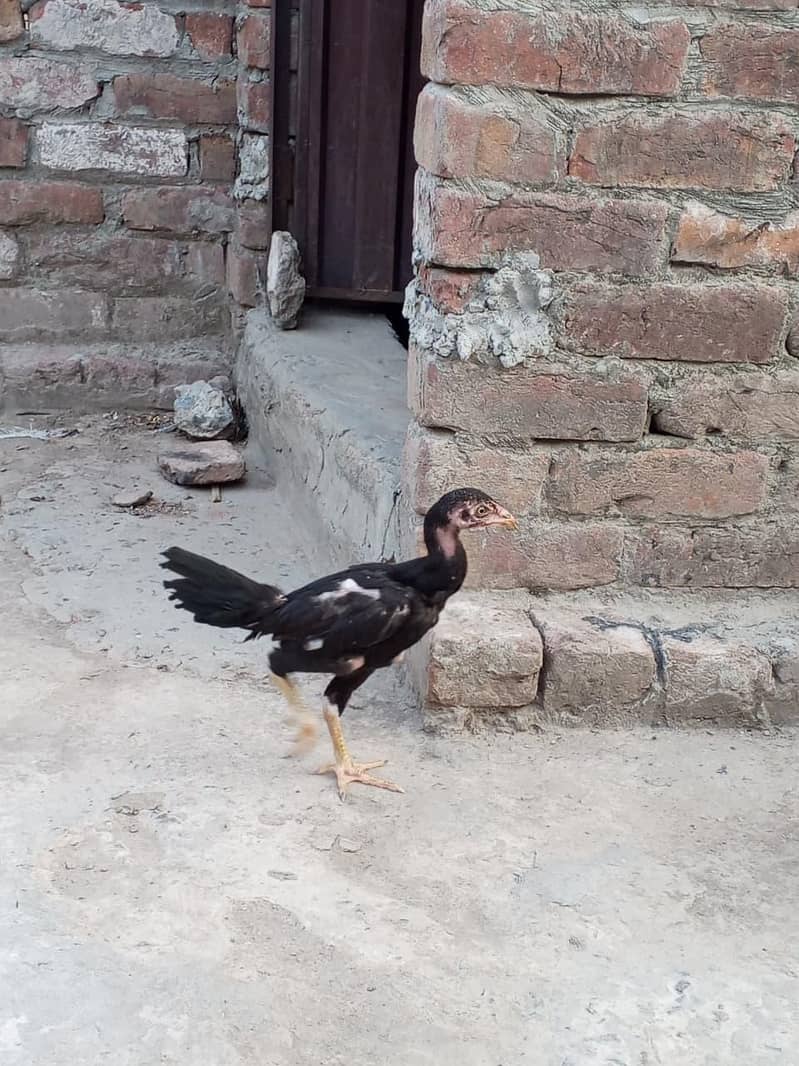 Assel chicks 1
