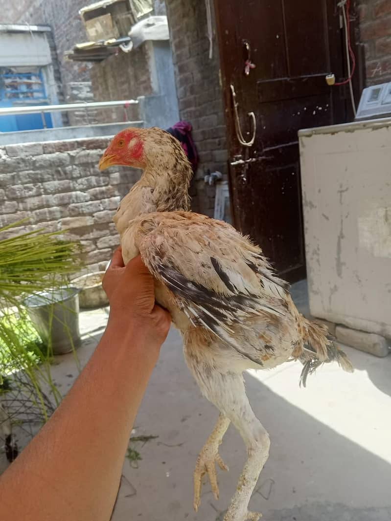 Assel chicks 2