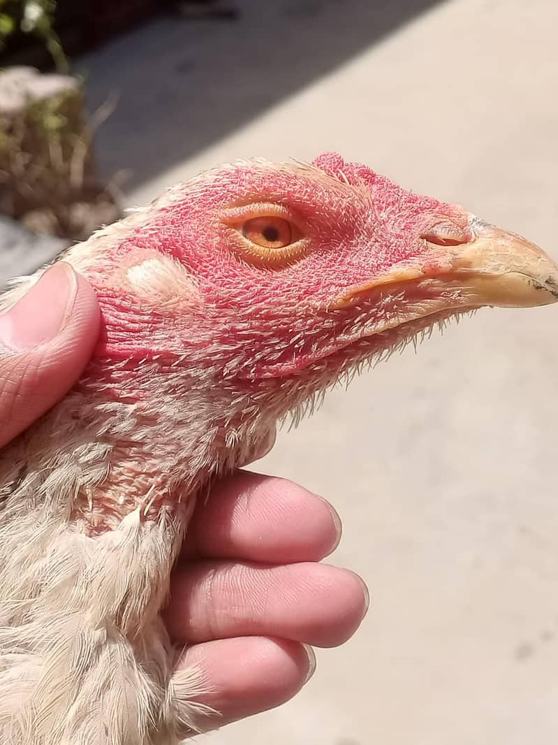 Assel chicks 3