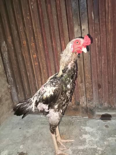 Aseel male for sale
