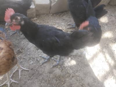 desi murge or murgian